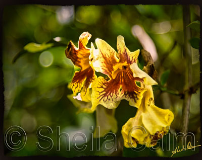 elegant yellow wildflowers